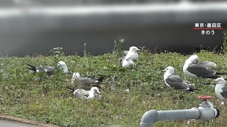 都会のマンション屋上に見える多数の鳥の姿