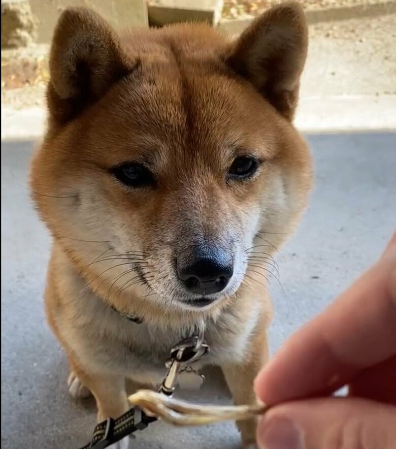 おやつを前にしたコロ助くん