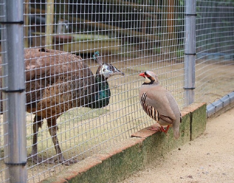 同じエリアにはクジャクもいる（提供：松江フォーゲルパーク）