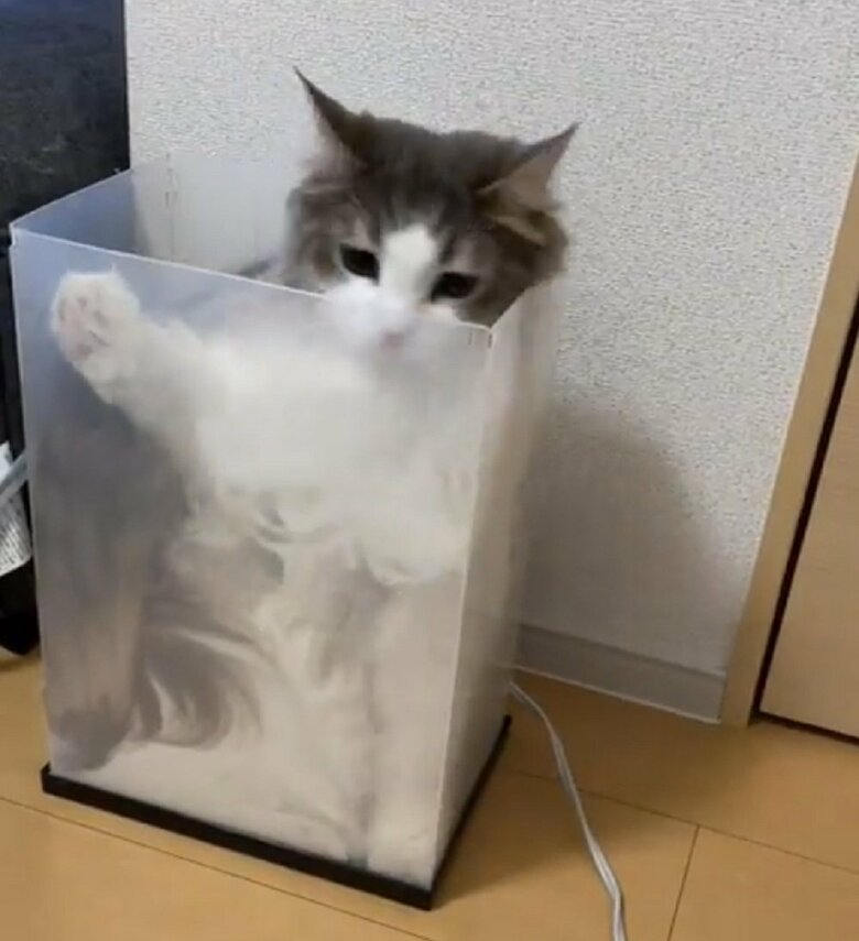 ケース内に入ったララちゃん