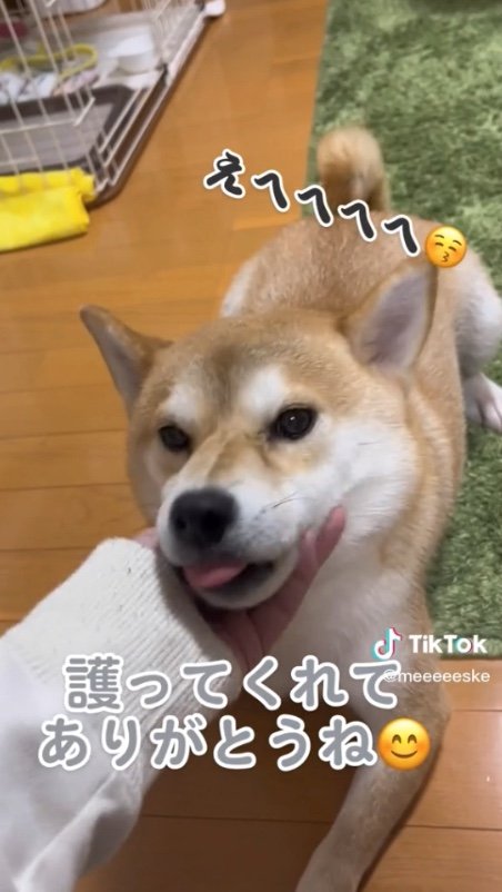提供：柴犬こちゃんさん