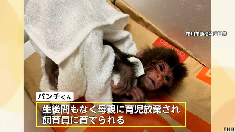 生後まもなく母親が育児放棄し、飼育員に育てられたパンチくん