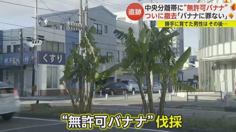 男性はバナナ3株を無断で育てていた