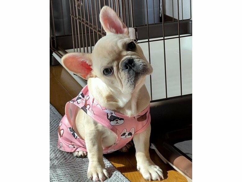 提供：みるくちゃん