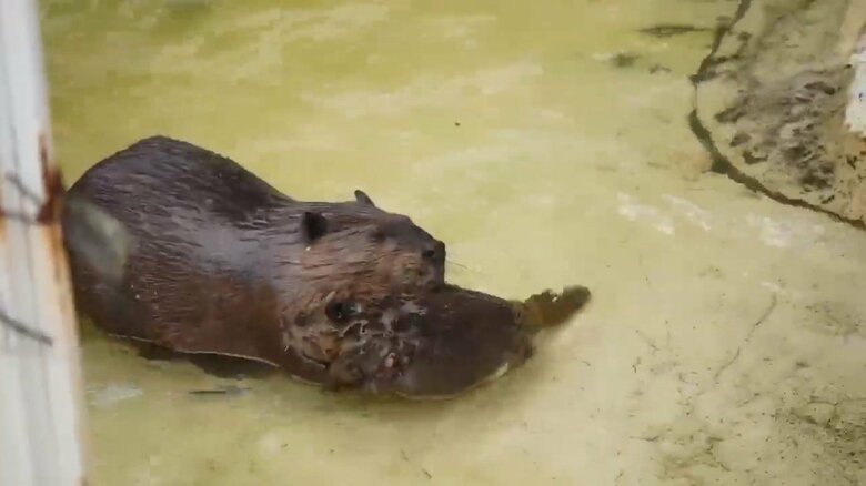 画像提供：甲府市遊亀公園附属動物園