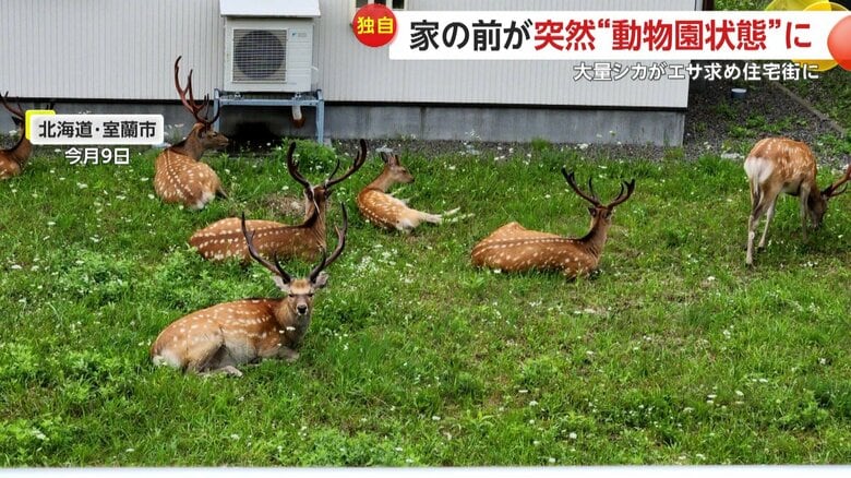 北海道の住宅街でシカの大群がたむろする姿