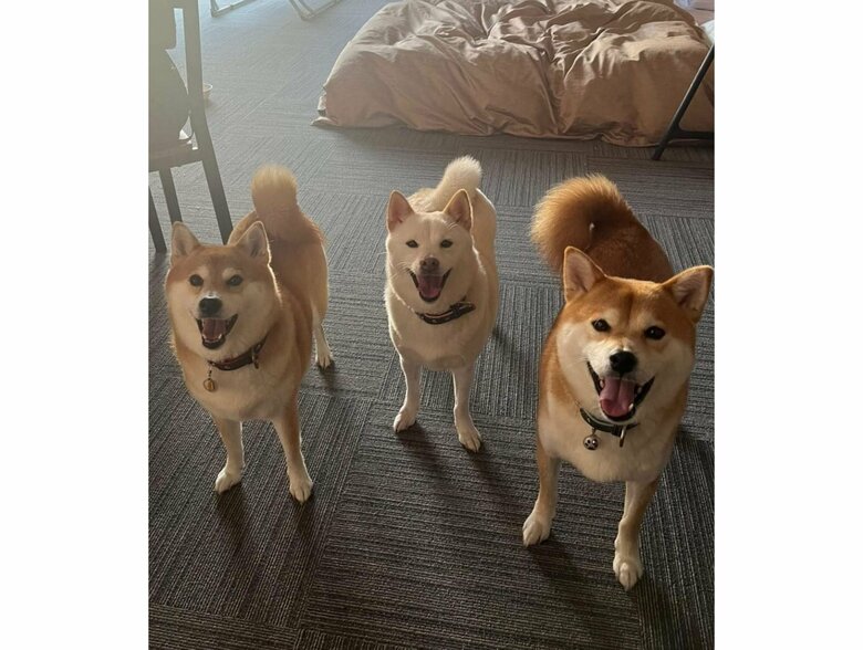 左：ポポちゃん　中央：ラムちゃん　右：リブくん（提供：柴犬ポポ(7)リブ(4)ラム(4)さん）