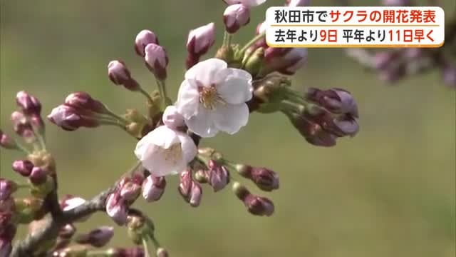 気温上昇、5月中旬～下旬並みの陽気に　秋田市でサクラの開花発表　横手市でも一部で咲き始める　秋田