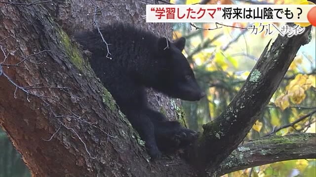 緊急銃猟は“非常手段”　対応に課題山積…クマ対応に振り回される自治体　急がれる“ハンター”育成