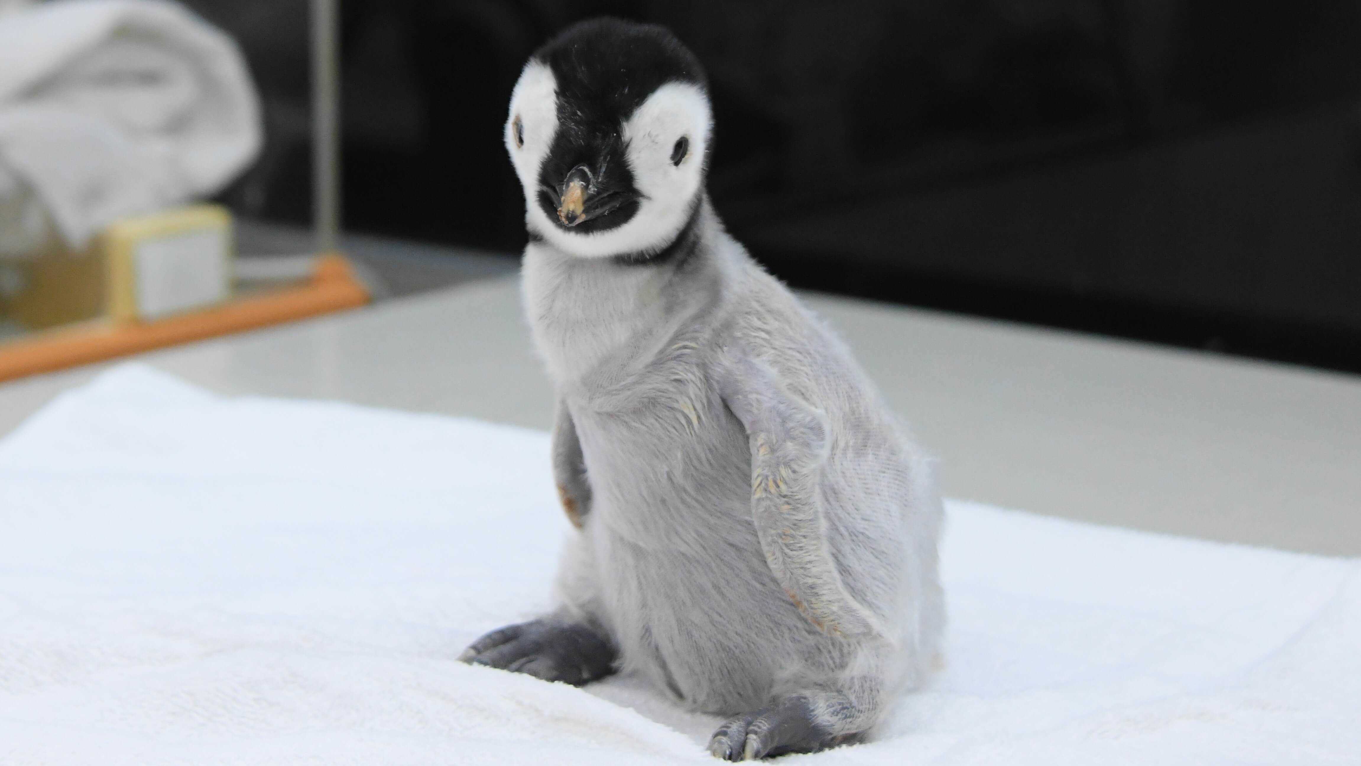 ペンギンの赤ちゃんがモフモフ可愛い でも育てるのは 鳥人間 そこには優しい理由があった