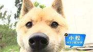 「かわいすぎる」山陰柴犬 SNSで