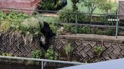 【速報】クマ1頭捕獲も　宇都宮市は10日も市立小・中学校の一斉休校を決定「安全の確認取れるまで万全を期すため」