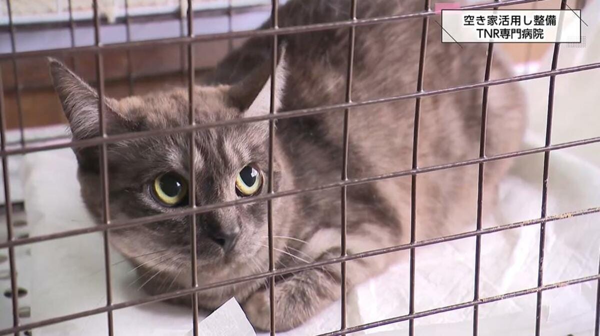 1匹も殺処分のないように」宮崎の空き家を改装しTNR専門病院を開院 1人
