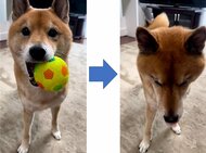 「お散歩行こうか?」の一言で“この世の終わり”に!?散歩嫌いの柴犬の感情激変にクスッ…何とか連れ出すコツを飼い主に聞いた