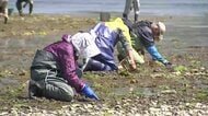 アサリ漁、宮古市で始まる　初日の漁獲量は2025年同期の約6割　岩手県