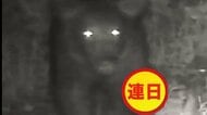 【札幌のクマ対策最前線】交通量の多い羊ケ丘通に現れた体長1.3mのクマ！住宅地接近阻止へ「家庭菜園用電気柵」の無償貸し出し開始「人里の味」を学習させない対策に乗り出す