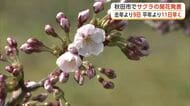 気温上昇、5月中旬～下旬並みの陽気に　秋田市でサクラの開花発表　横手市でも一部で咲き始める　秋田