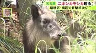 電車と接触しケガか…名古屋の公園に国の特別天然記念物『ニホンカモシカ』側溝で動けなくなっていて無事保護