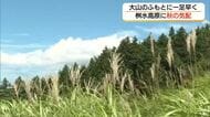 大山・桝水高原に一足早く秋の気配　マツムシソウやキキョウ見頃　ススキの出穂も始まる（鳥取）