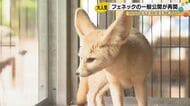 8カ月ぶりの「ふわふわ」再会！いしかわ動物園の人気者・フェネックのシエル君が帰ってきた
