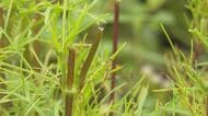 「ほぼ全滅」シカ食害でコスモス30万株　茎まで食べられ「これほどの被害は初めて、切ない」　例年なら見ごろの時期…園の支配人も落胆　長野・佐久市
