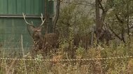 大きなツノのオスジカ2頭が札幌の住宅街に居座る「キツネは見るけどシカは初めて」住民驚き
