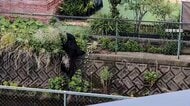 住宅敷地内にクマを麻酔銃で捕獲　直後の現場は緊迫　“複数”の可能性を専門家「同時期に2頭が入るのは難しい」栃木・宇都宮市