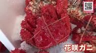 【今が旬】根室名物「花咲ガニ」をがぶり！夏ならではの味わい『かに祭り』で堪能→豪快にゆで上げる”大釜”も登場8月23日まで〈北海道根室市〉