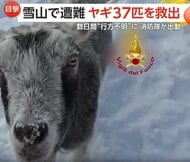 標高2500mの雪山で“ヤギ37匹”が遭難…数日間“行方不明”も救助隊と雪道を行進“見事な統率”で生還　イタリア