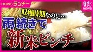 本格的な収穫シーズン前に“秋の長雨”で新米がピンチ　稲が倒れ収穫できず　水に浸かった稲も…
