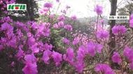 日本で最大規模！春を告げる2万7000本の淡い紅色の花「ゲンカイツツジ」国境の島の群生が見頃を迎える