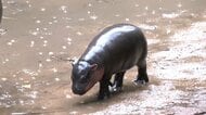 “豚肉団子”の次は“チャーシュー”？　タイの動物園で3月誕生のコビトカバ「ムーデーン」が新たな人気者に