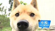 「かわいすぎる」山陰柴犬 SNSで
