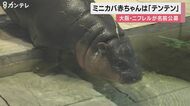 ミニカバの赤ちゃん 名前が「テンテン」に決まる 大阪・吹田市の「ニフレル」…今では約35キロに