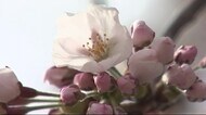 観測開始から最も早く 北上市で桜の開花宣言<岩手県>