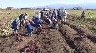 「でっかーい!」「重いよー」大きなサツマイモに歓声…保育所の子ども達が芋ほりに挑戦