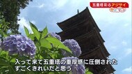 アジサイが見頃 国の重要文化財・五重塔を鮮やかに彩る【新潟・佐渡市】