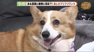 3つの言葉に敏感!なワンコ【どうぶつのカンパネラ】静岡市駿河区