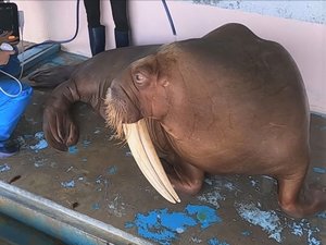 無事出産すれば国内4例目…伊勢シーパラダイスのセイウチ「ヒマワリ」が妊娠 出産予定は今年夏ごろ