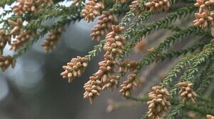 東京の花粉は2021年の1.5倍 2月12日~16日ごろ飛散開始