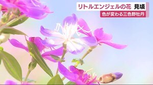 色が変わる三色野牡丹 “リトルエンジェル”が見ごろ 静岡・下田市