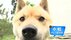 「かわいすぎる」山陰柴犬 SNSで