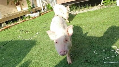 「あまりにも早すぎる」警察に殺処分されたペットのマイクロブタ…飼い主が分からない動物は落とし物？