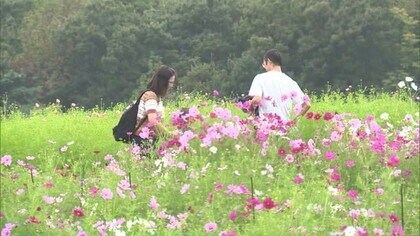 猛暑に耐え見頃に！約25万本の“コスモス”咲き誇る「あまりにキレイでびっくり」新潟・長岡市