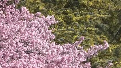 「すごくきれいで心が安らいだ」ミモザと河津桜の競演…小豆島のタケサン農園で見頃【香川】