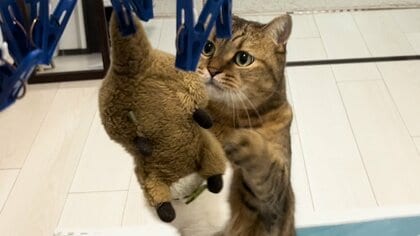 「どうにか救出したい」お気に入りのぬいぐるみが干されてしまった猫の“困り顔”が可愛い…この後どうなったのか聞いた