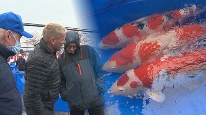 1億円でも購入!? “ニシキゴイ”に海外バイヤーが熱視線！ 入国制限緩和や円安影響【新潟発】