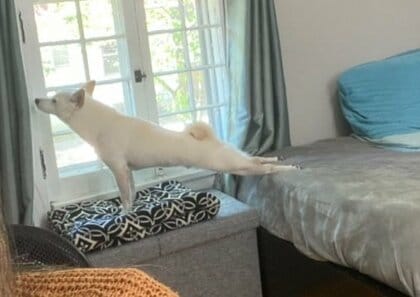 飼い主が見ていない隙に「ヨガ」を楽しむ犬!? わずか5秒を捉えた足ピーン“美ポーズ”が素晴らしい