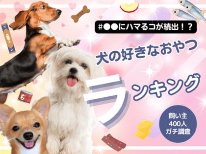 【飼い主400人に調査】犬がどハマりする●●が1位!好きなおやつランキングを大公開!