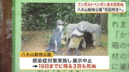 事前の兆候なし…八木山動物公園でフンボルトペンギン４羽すべてが相次いで死ぬ　死因特定へ〈仙台市〉